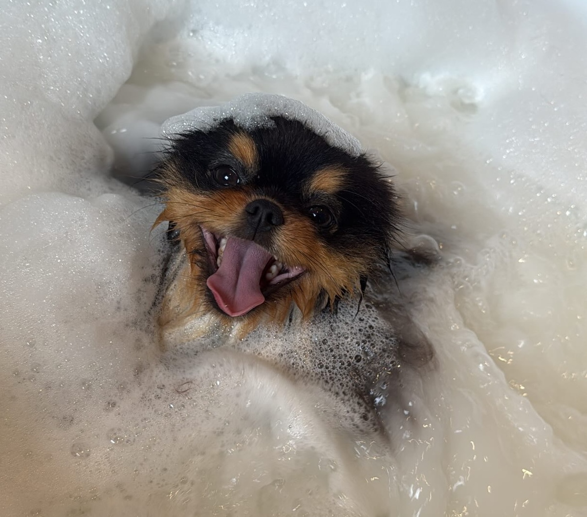 Pomeranian in bubbelbad met schuim