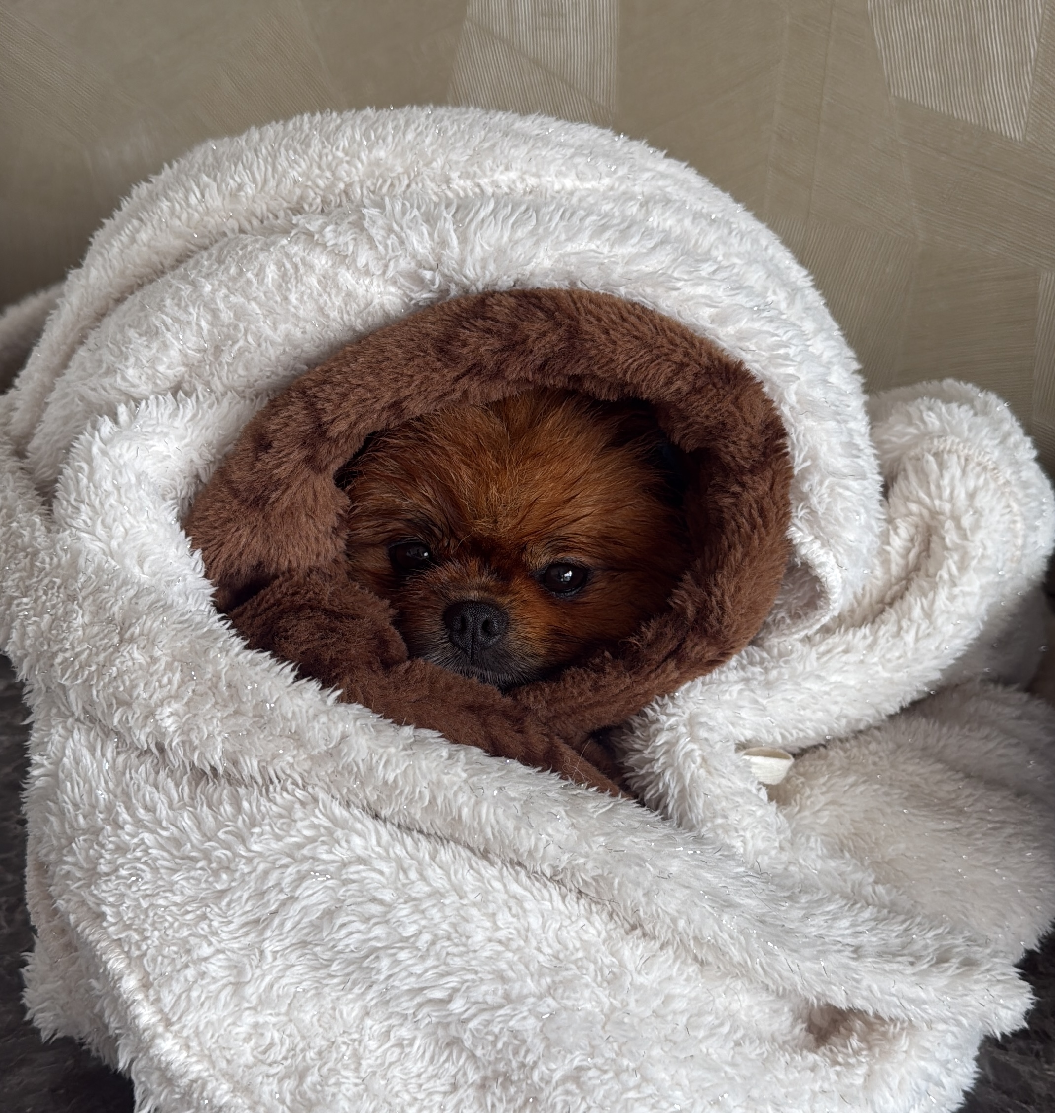 Pomeranian gewikkeld in een zachte handdoek